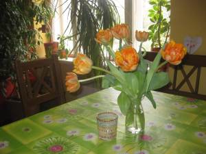 092_praha_hrave-tulipan